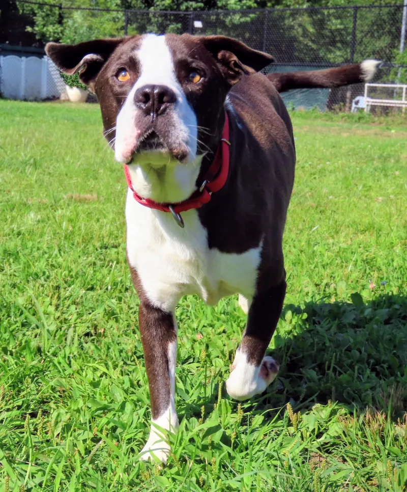 An adult medium-sized male Brown / Chocolate Pit Bull Terrier dog named Tyson for adoption in Amityville, NY