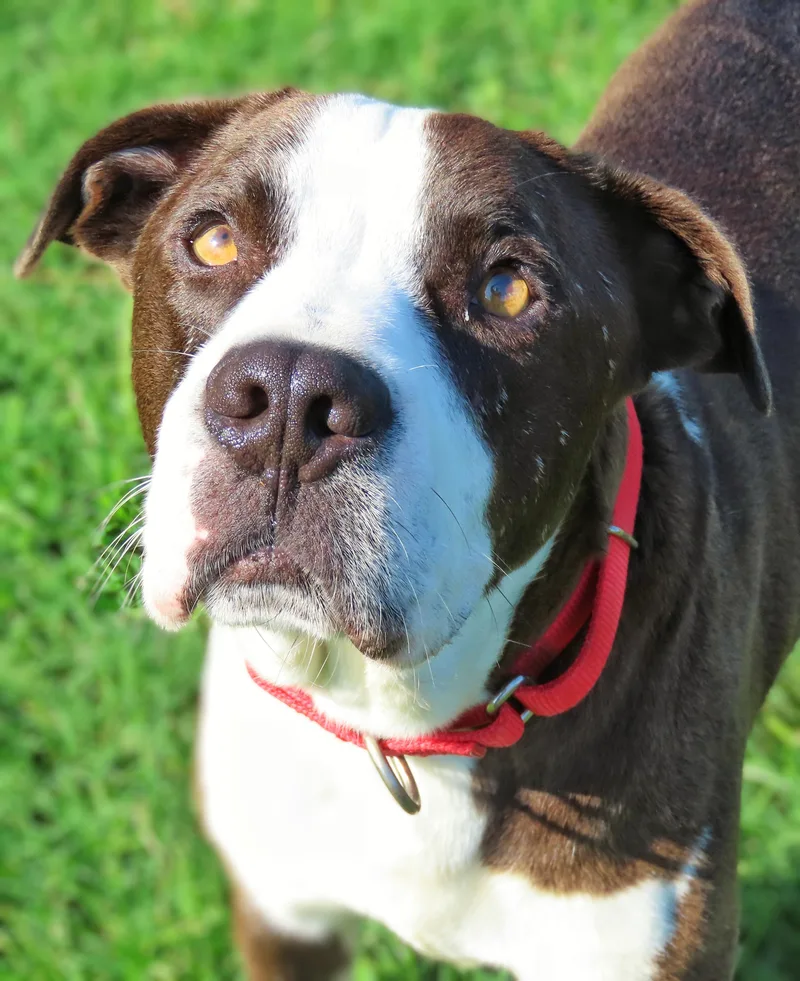 Tyson thumbnail 2