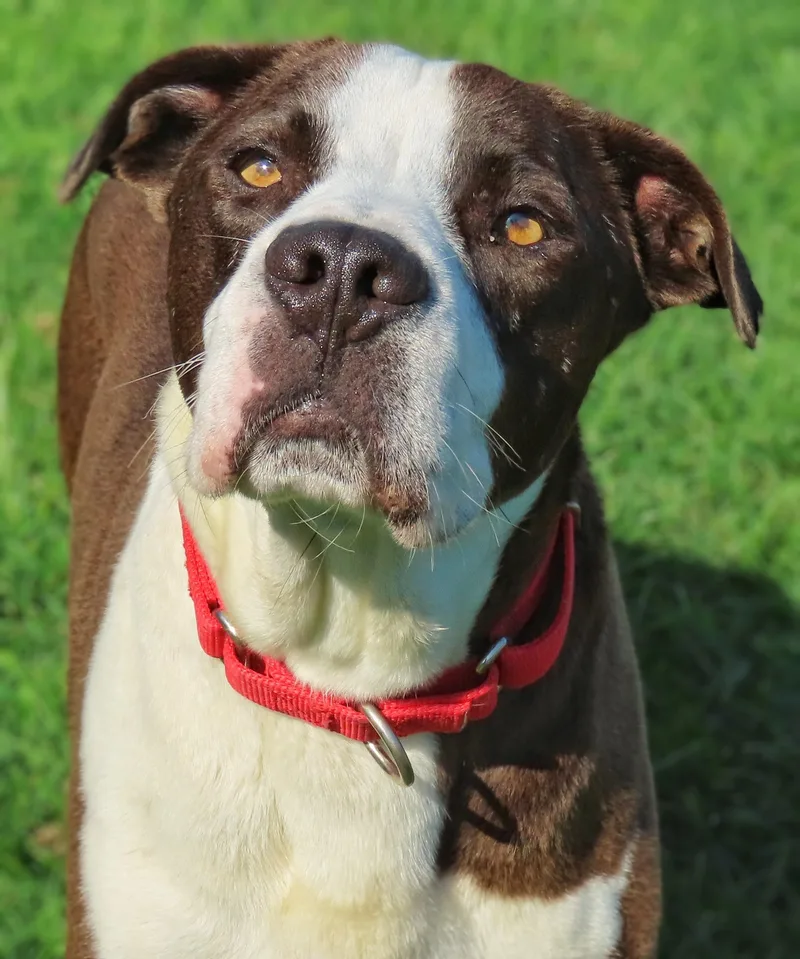 Tyson thumbnail 3