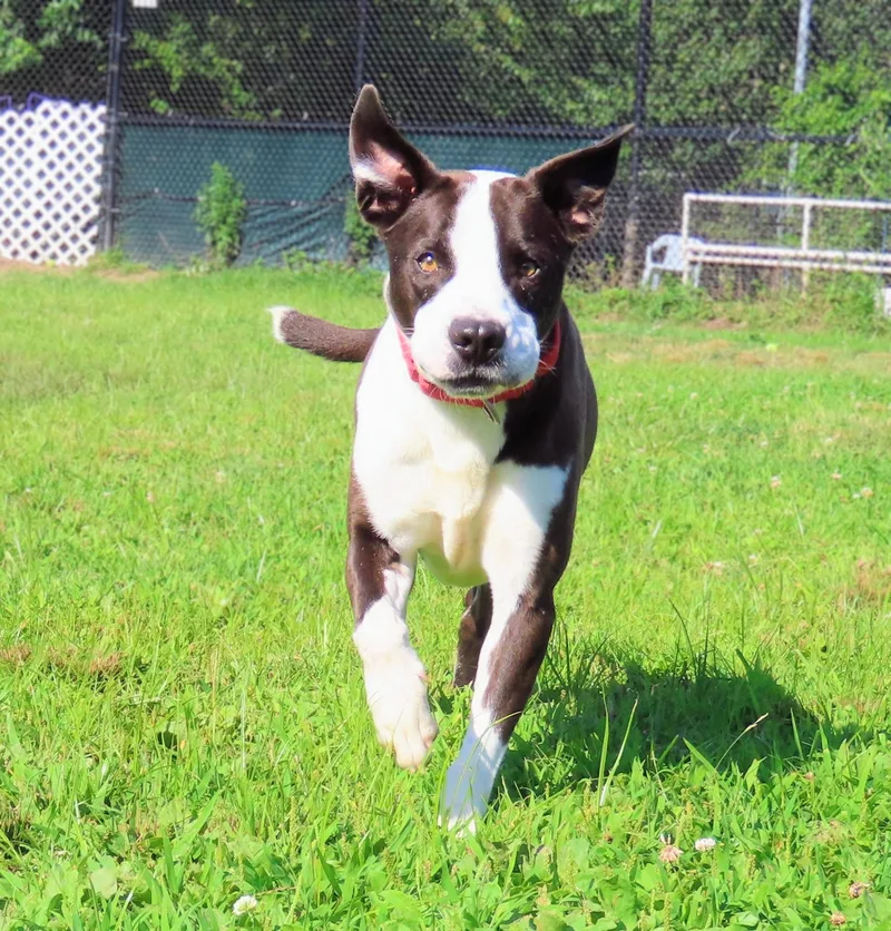 Tyson thumbnail 5