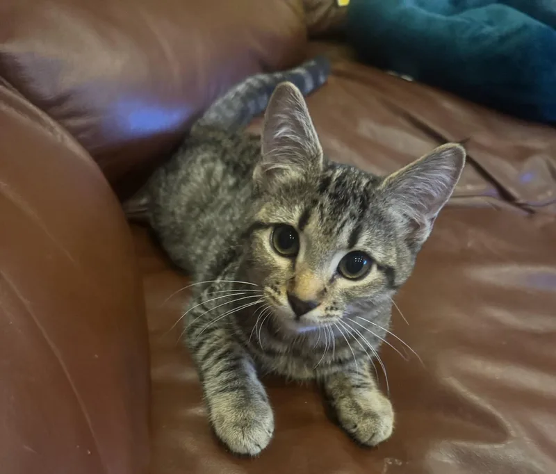 A baby medium-sized female Tabby (Gray / Blue / Silver) Domestic Short Hair cat named Cookie for adoption in Los Angeles, CA