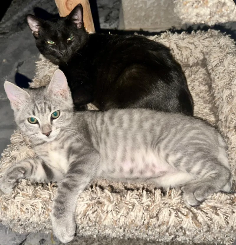 A young medium-sized male Domestic Short Hair cat named Eddie for adoption in Phoenix, AZ