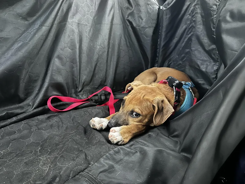 A baby medium-sized female Mixed Breed dog named Rey for adoption in Brooklyn, NY