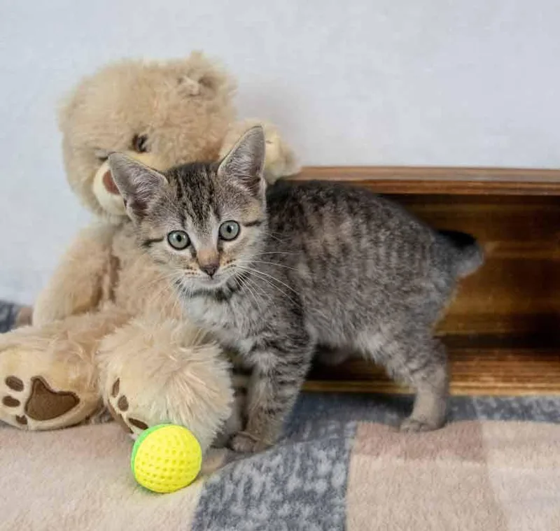A baby medium-sized female Domestic Short Hair cat named Wallaby for adoption in Kennesaw, GA