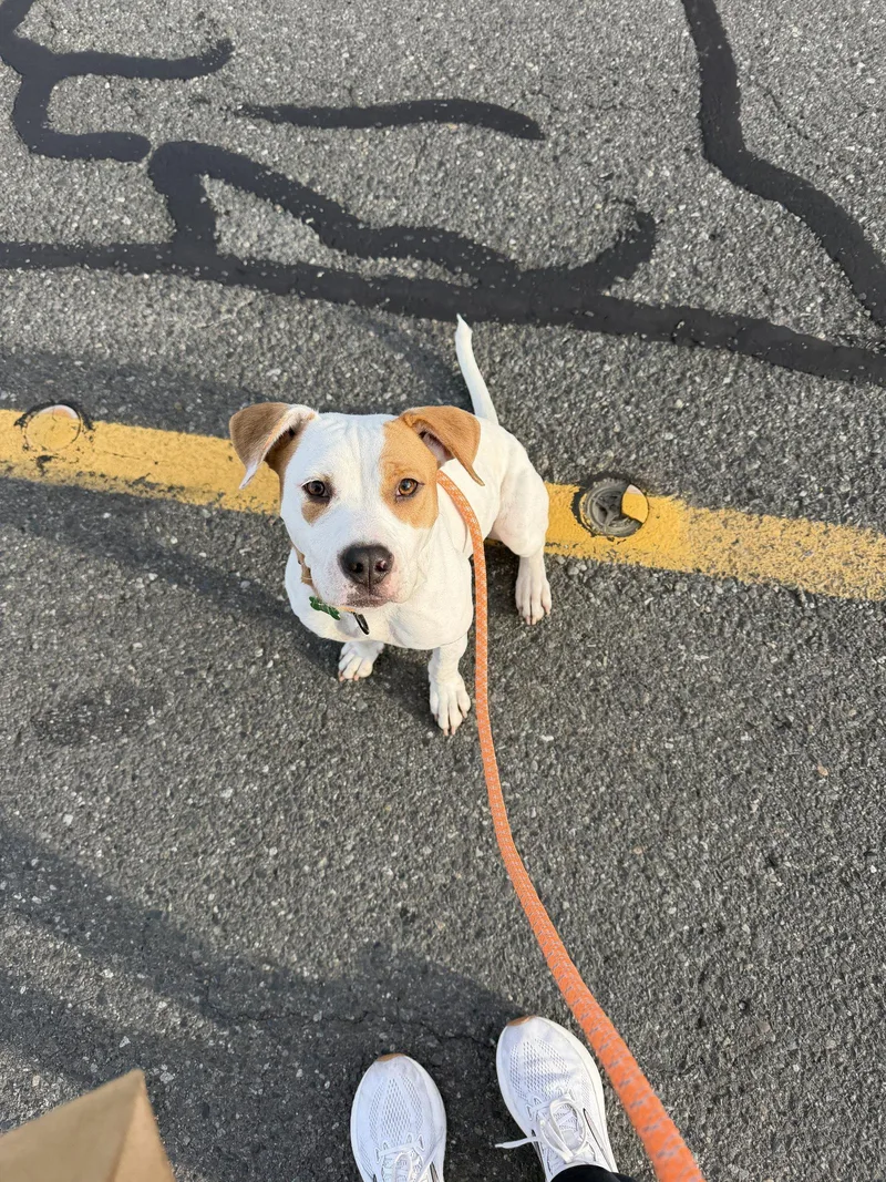 An adult medium-sized female Pit Bull Terrier dog named Dumpling for adoption in Bothell, WA