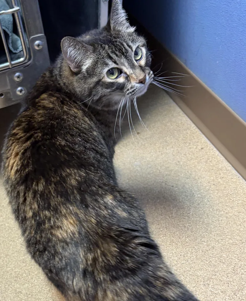 A senior medium-sized female Calico Domestic Short Hair cat named Trixie for adoption in Brookings, SD