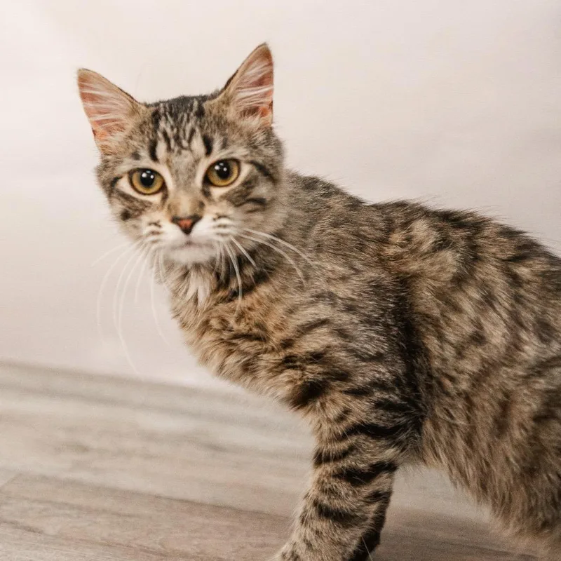 A young medium-sized female Brown / Chocolate Domestic Medium Hair cat named Sandshrew for adoption in St. Paul, MN
