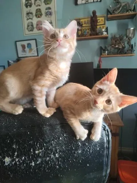 A young medium-sized male Domestic Medium Hair cat named Lisa and Bart for adoption in Columbia, MD