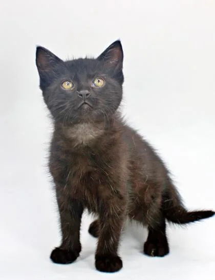 A baby small-sized male Domestic Short Hair cat named Tumtum for adoption in Morton Grove, IL