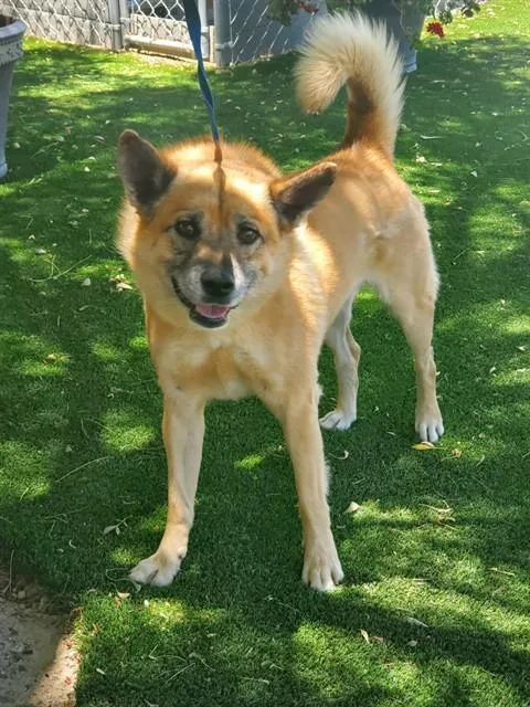 An adult medium-sized male German Shepherd Dog dog named Zae for adoption in Castaic, CA