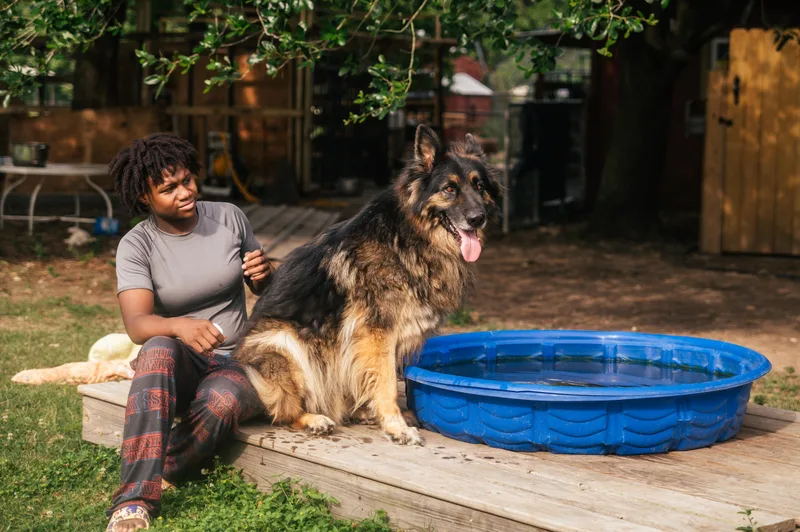 An adult large-sized male Black German Shepherd Dog dog named RogerNY for adoption in Magnolia, TX