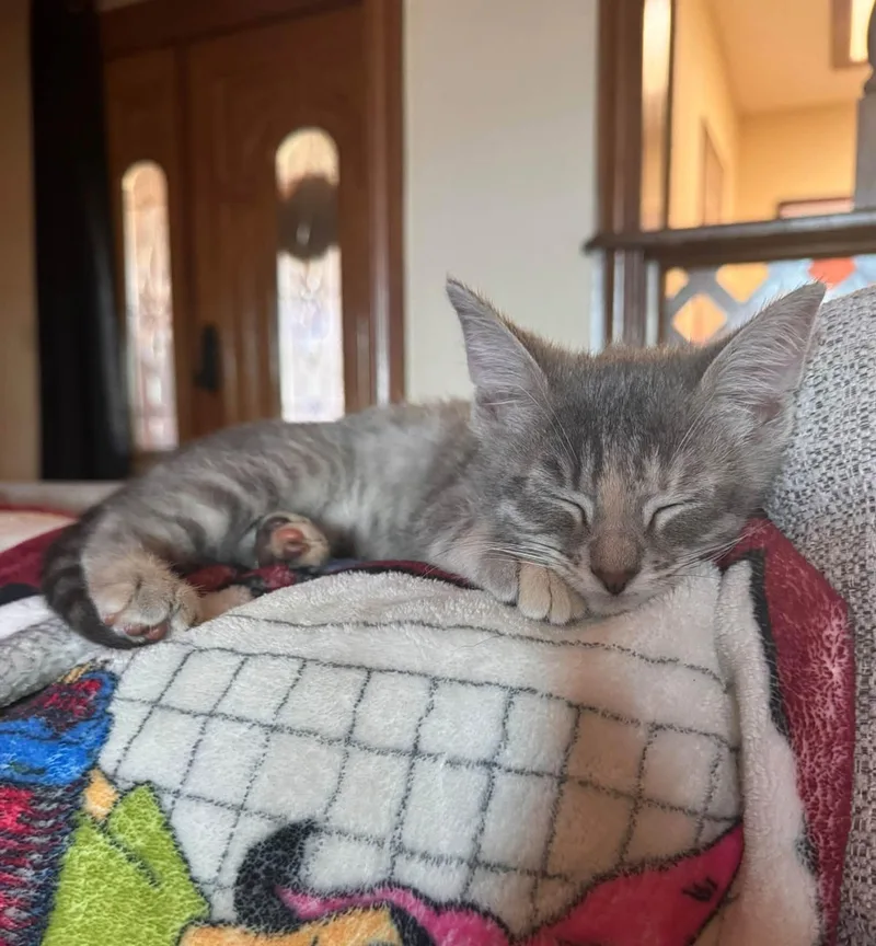 A baby medium-sized female Dilute Calico Domestic Short Hair cat named Ativan for adoption in Oklahoma City, OK