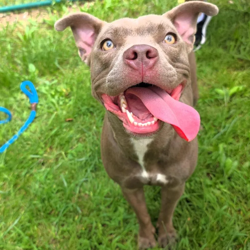 A young medium-sized female Pit Bull Terrier dog named Karma for adoption in Michigan City, IN