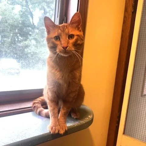 An adult medium-sized male Tabby (Orange / Red) Domestic Short Hair cat named Meovin for adoption in Hutchinson, MN