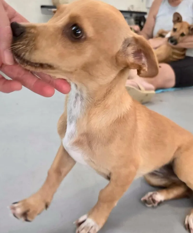 A baby small-sized female Dachshund dog named Tequila for adoption in ISABELA, PR