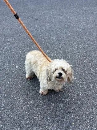 An adult medium-sized male Mixed Breed dog named Brice for adoption in West Chester, PA
