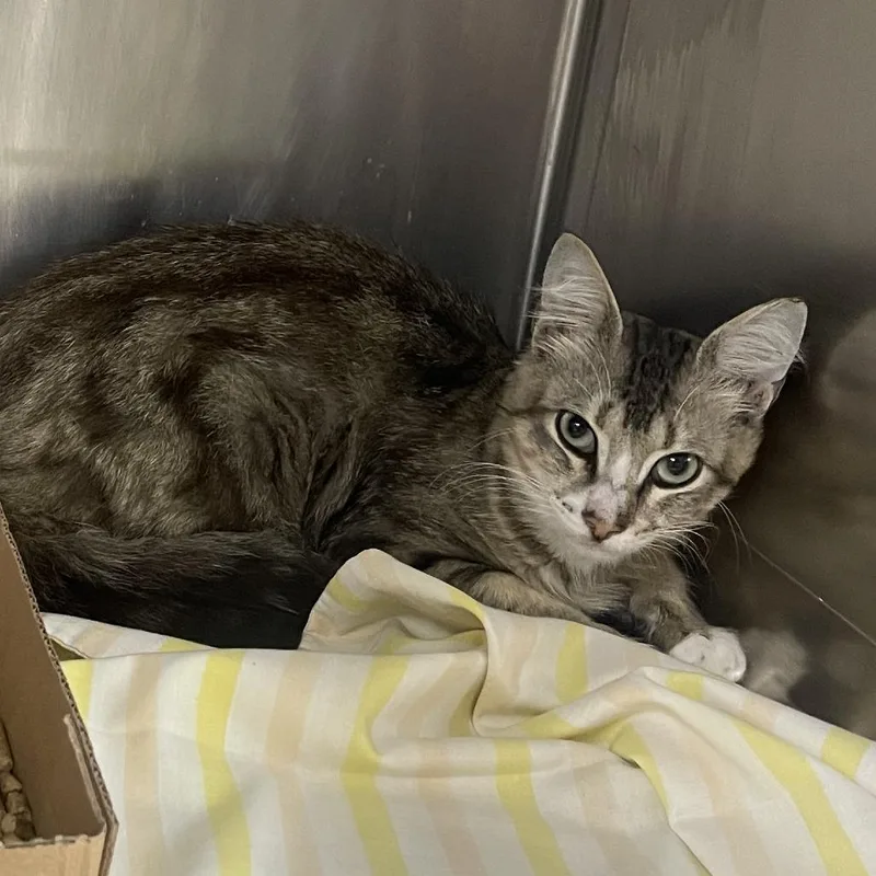A young small-sized male Gray / Blue / Silver Domestic Medium Hair cat named Bennett  Zayn for adoption in Donalsonville, GA