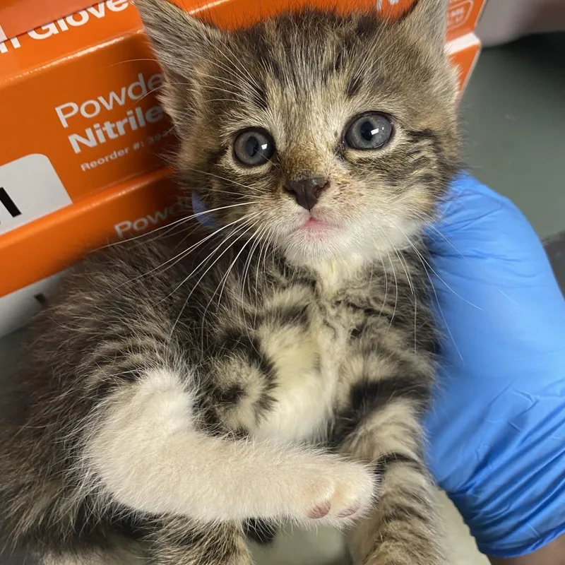 A baby small-sized female Brown / Chocolate Domestic Short Hair cat named 71019 for adoption in Harrisonburg, VA