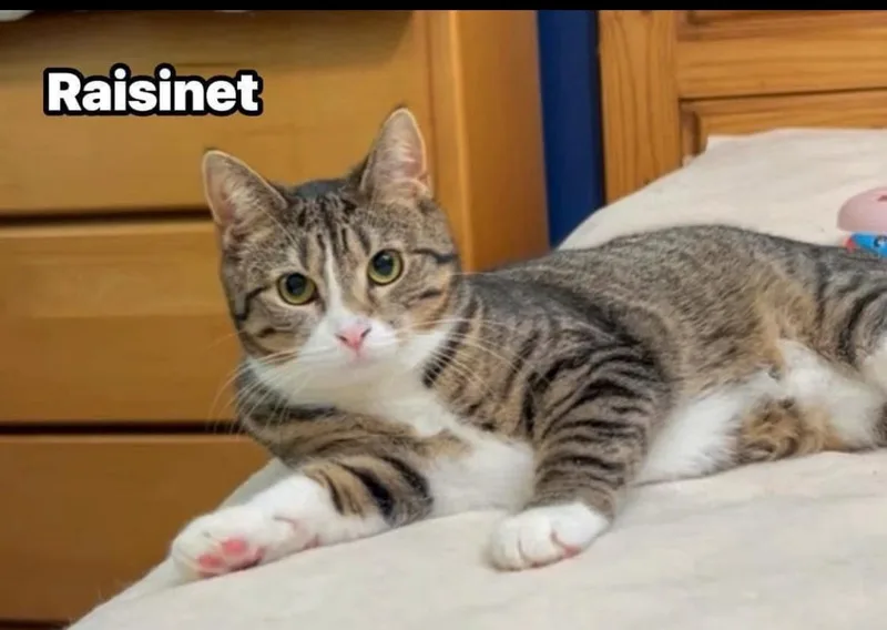 Raisinette thumbnail 3