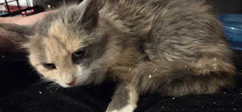 A young small-sized female Dilute Calico Domestic Medium Hair cat named Jujube for adoption in Evansville, IN