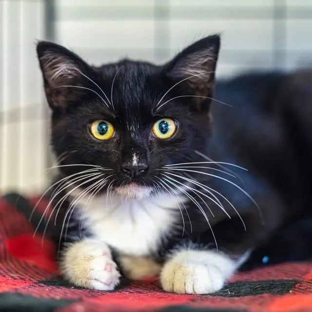 Pip