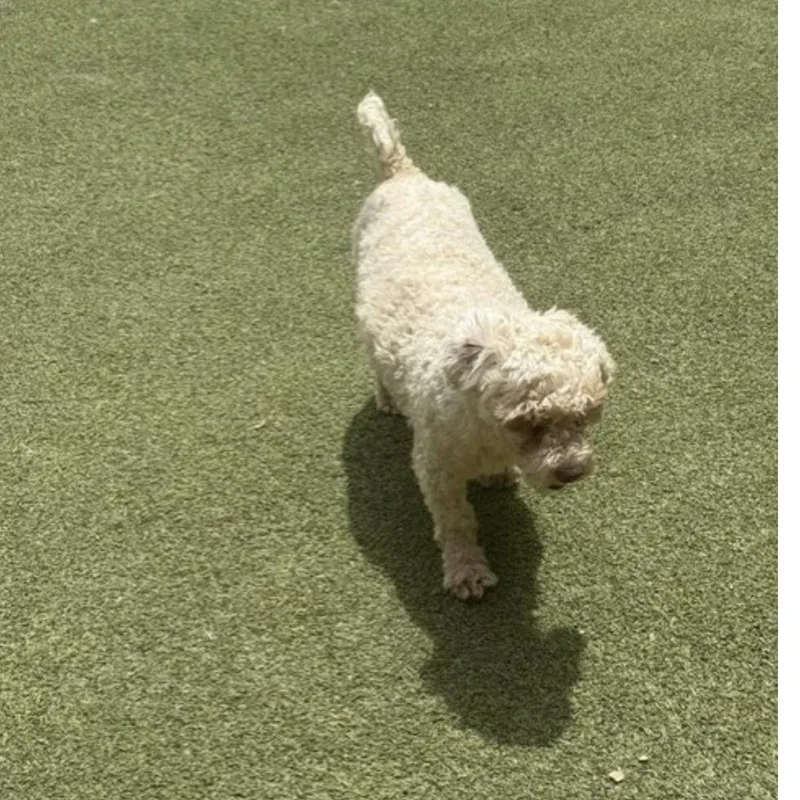 An adult small-sized male White / Cream Cockapoo dog named Essex for adoption in Houston, TX