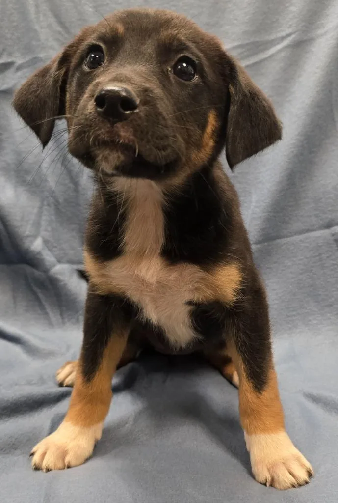 A baby large-sized female Terrier dog named Ginny for adoption in Murphysboro, IL