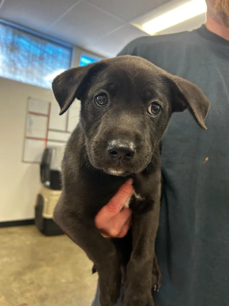 A baby small-sized female Mixed Breed dog named Lamb for adoption in Thousand Oaks, CA