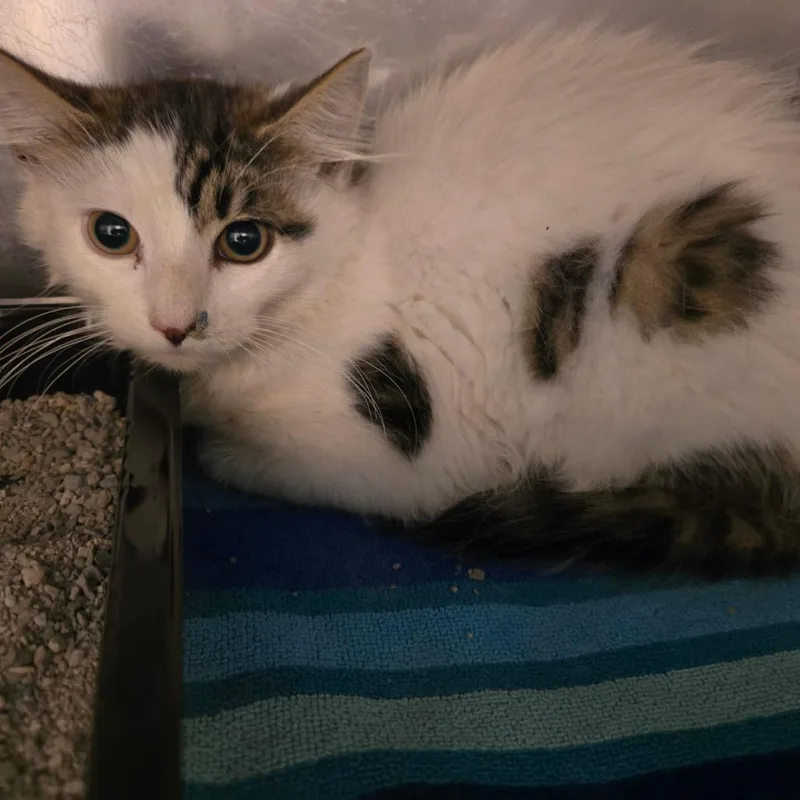 A baby small-sized male Brown / Chocolate Domestic Medium Hair cat named James De Fluff for adoption in Waldorf, MD