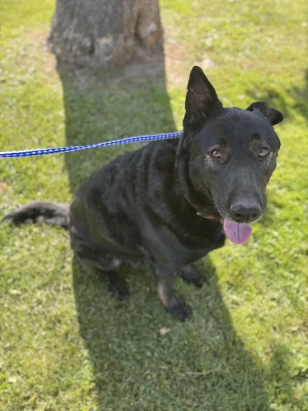 An adult large-sized female Shepherd dog named Emma for adoption in Victorville, CA