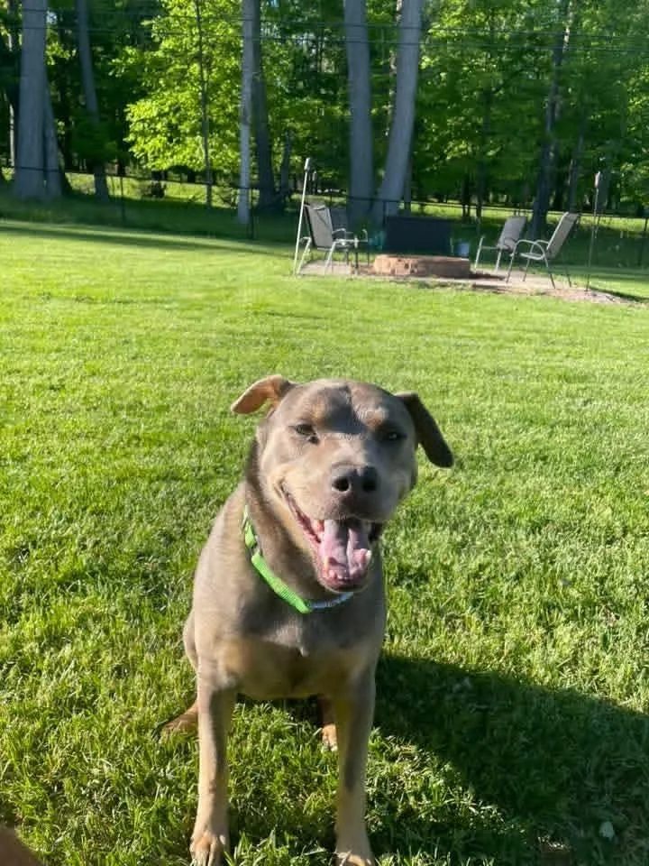 An adult medium-sized female Apricot / Beige Pit Bull Terrier dog named Charly for adoption in Wausau, WI