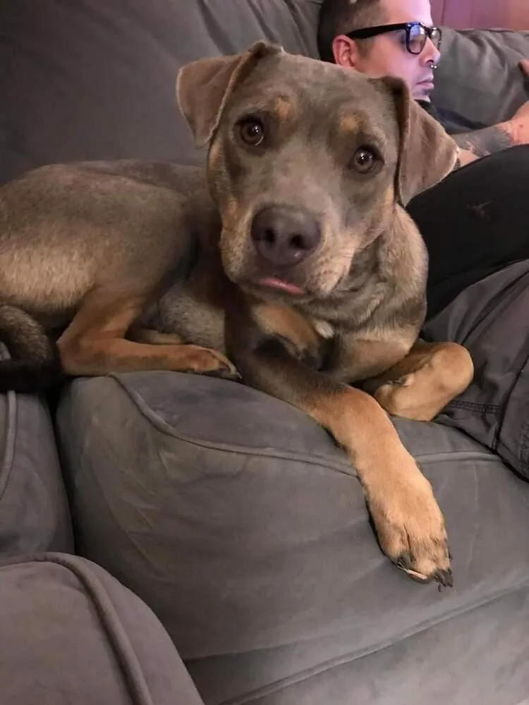 Charly thumbnail 3