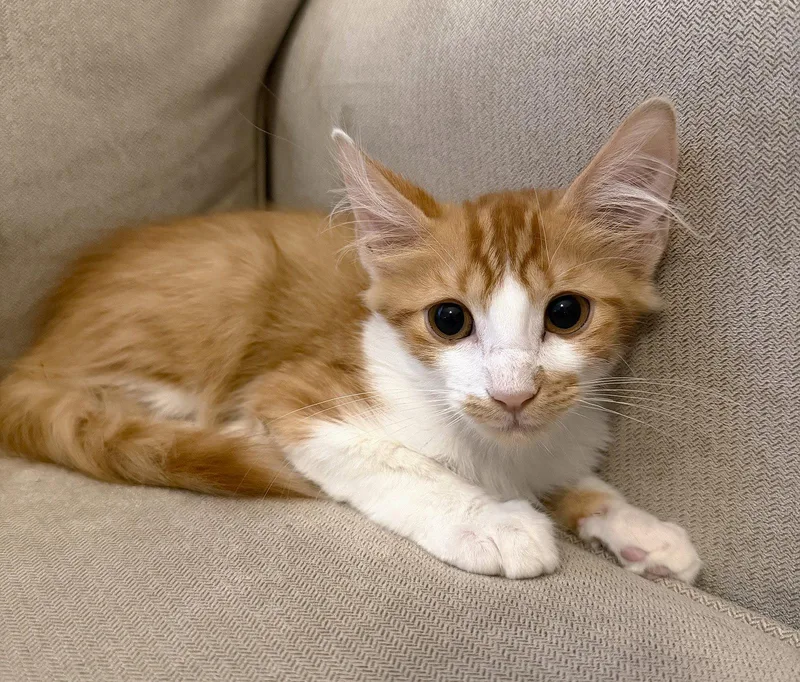 A baby medium-sized male Orange & White Domestic Medium Hair cat named Mac for adoption in Fort Myers, FL