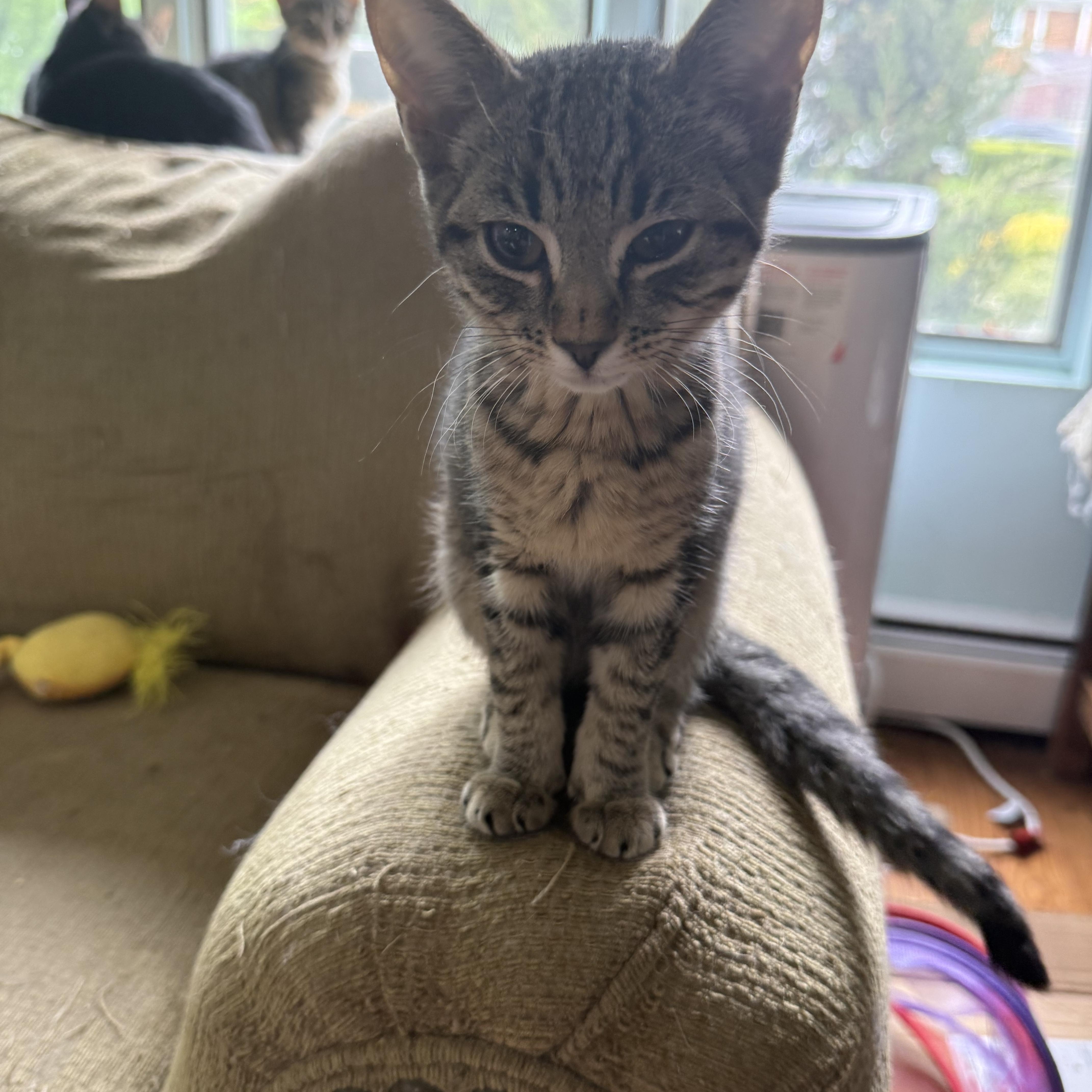 A baby small-sized female Tabby (Brown / Chocolate) Domestic Short Hair cat named Missy for adoption in Syosset, NY