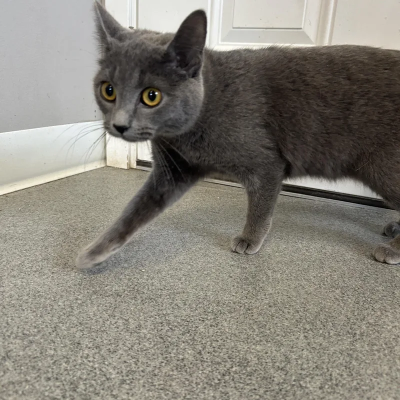 Smudge