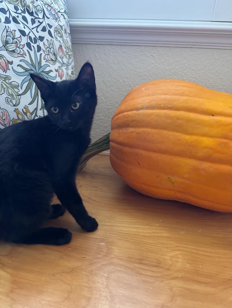 A baby medium-sized female Black Domestic Short Hair cat named Velvet for adoption in Davis, CA