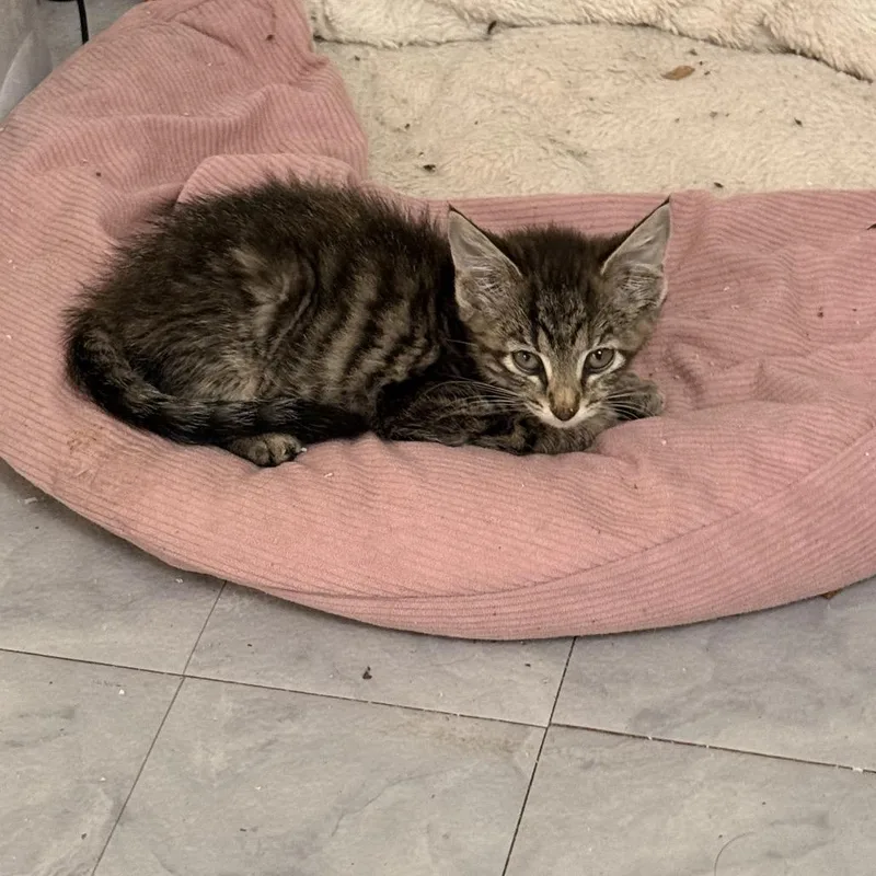 A baby small-sized female Brown / Chocolate Domestic Short Hair cat named Naughty Nicky Noodles for adoption in Fredericksburg, VA