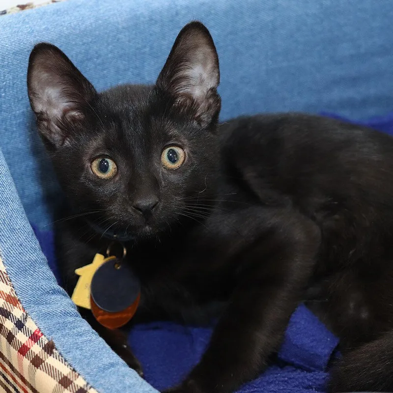 A baby small-sized male Domestic Short Hair cat named Crow for adoption in Port Washington, NY