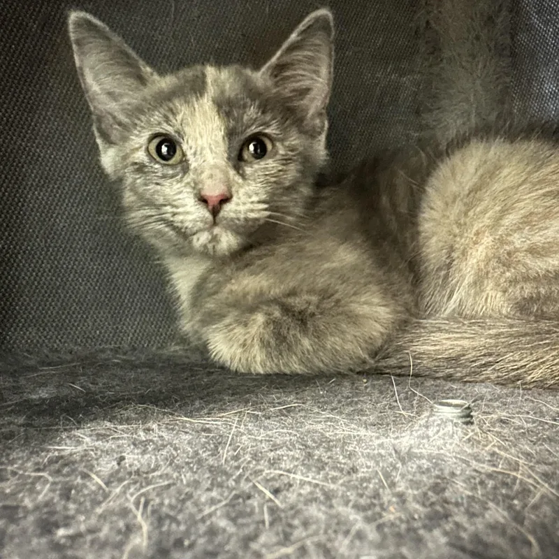 A young medium-sized female Domestic Short Hair cat named Toga for adoption in New Port Richey, FL