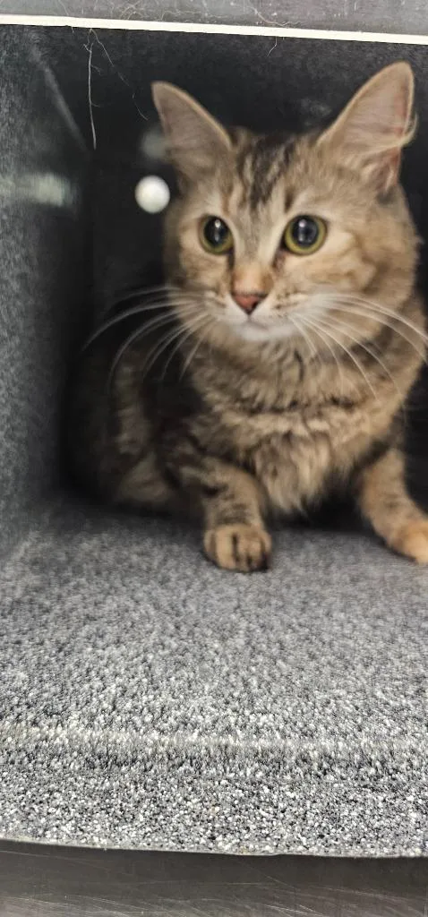 A young medium-sized female Domestic Short Hair cat named Chloe for adoption in Athens, TN