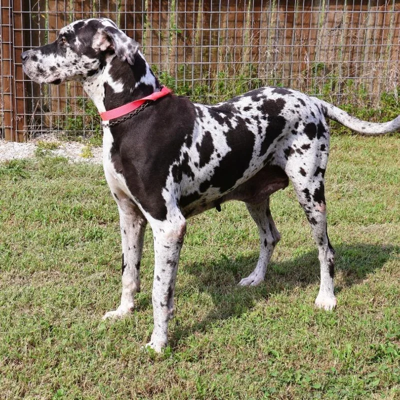 An adult extra large-sized female Great Dane dog named Crystal for adoption in Zionsville, IN