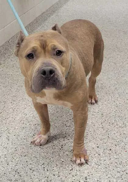 An adult large-sized female Yellow / Tan / Blond / Fawn Pit Bull Terrier dog named Macadamia for adoption in Kansas City, MO
