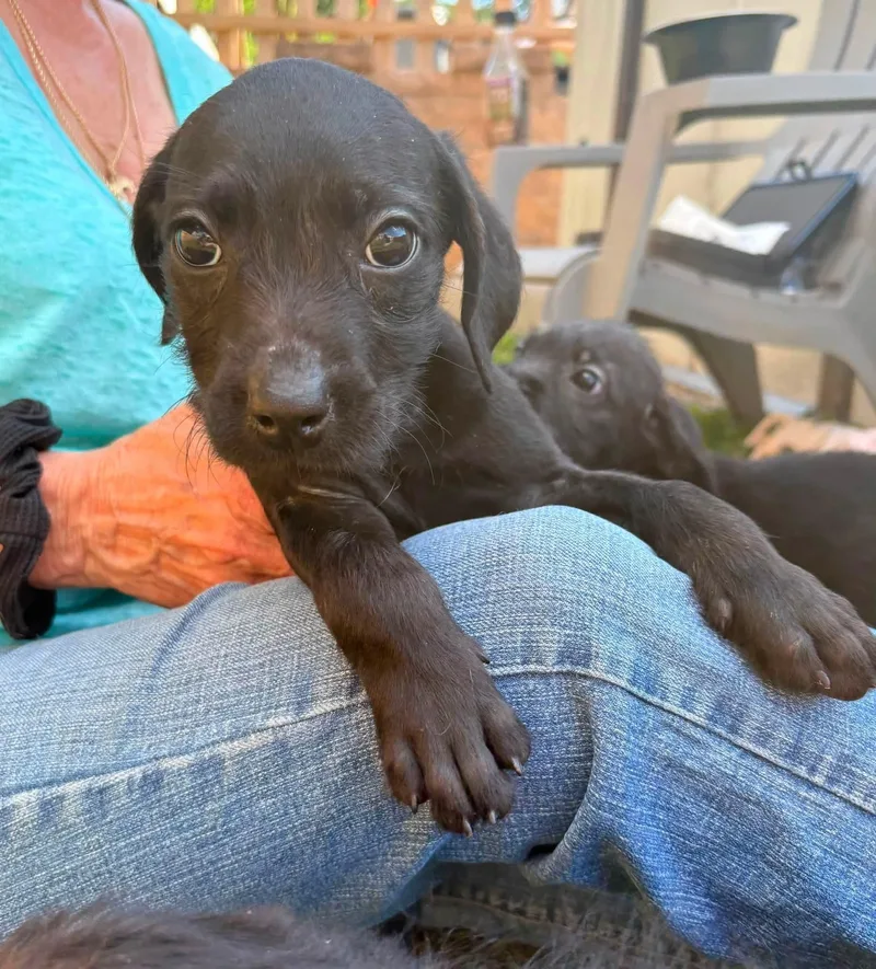 A baby medium-sized female Black Pit Bull Terrier dog named Patty for adoption in Vandergrift, PA