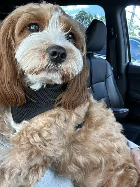 A young small-sized female White / Cream Cavapoo dog named Journey for adoption in Manhasset, NY