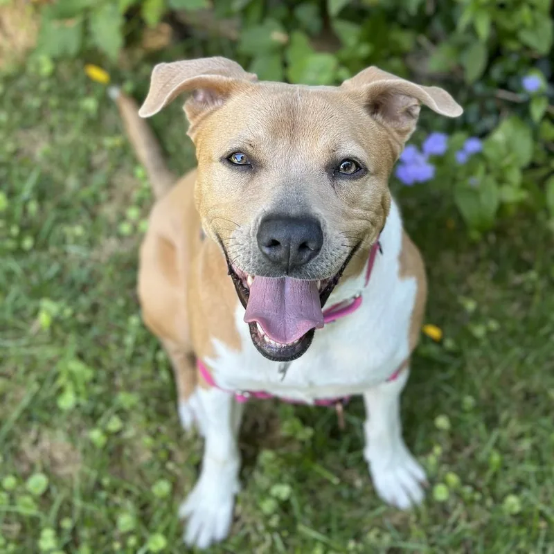 An adult medium-sized female Brown / Chocolate Pit Bull Terrier dog named Aster Lee for adoption in Falls Church, VA