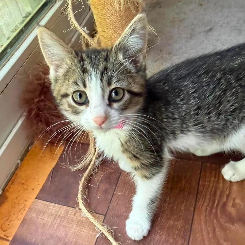 A baby small-sized female White Domestic Short Hair cat named CT Janet avail Aug for adoption in Eastford, CT