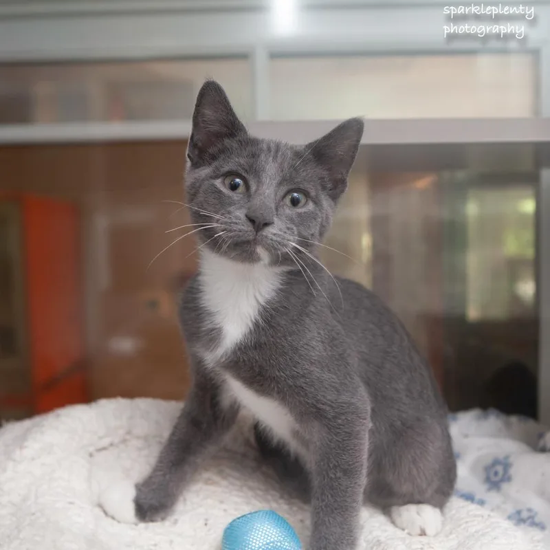 A baby medium-sized male Gray & White Domestic Short Hair cat named Viridian for adoption in Ridgefield, CT