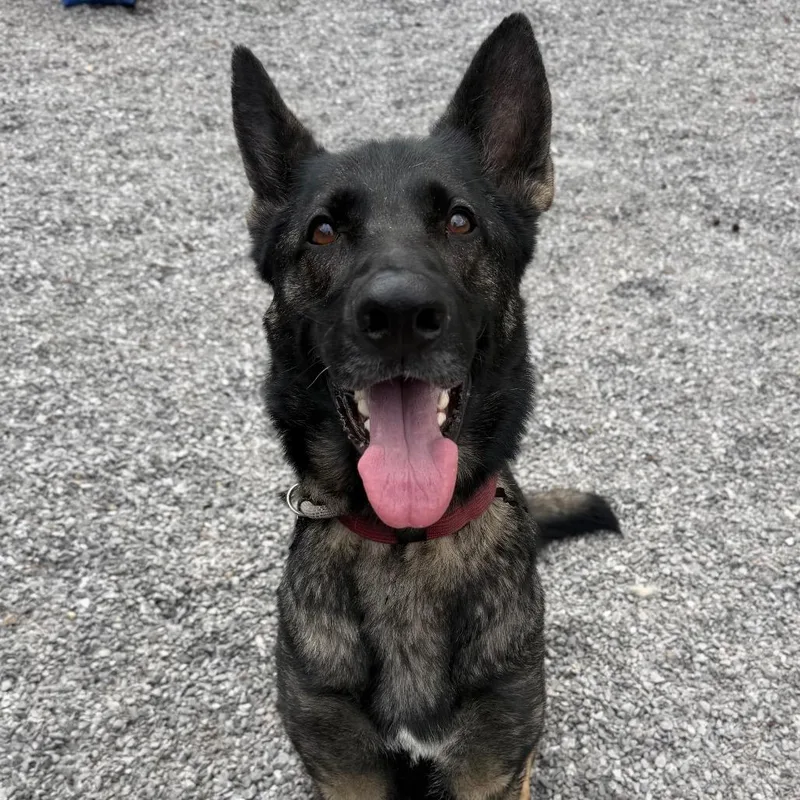A young large-sized male Black Mixed Breed dog named Sage for adoption in Asheville, NC