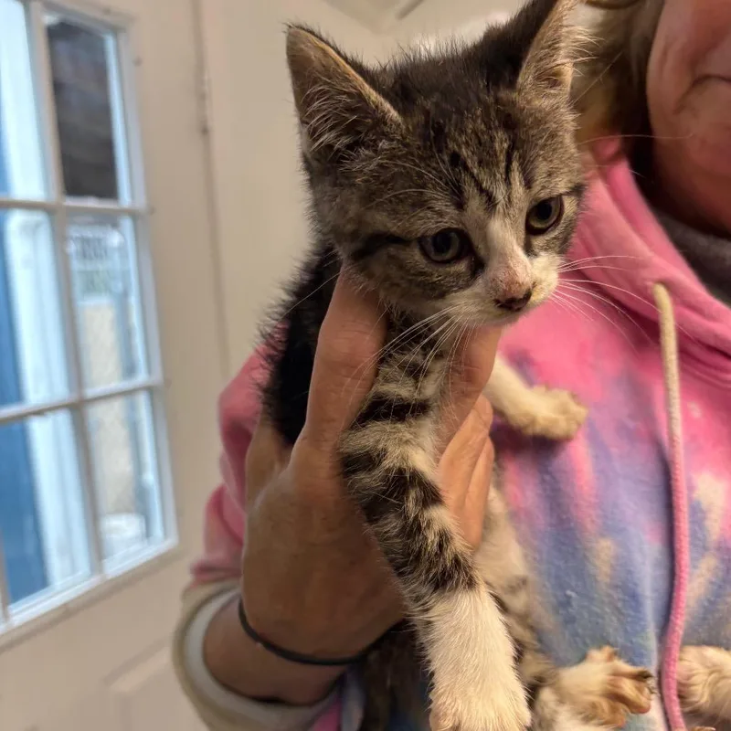 A baby small-sized female Brown / Chocolate Domestic Short Hair cat named Ella for adoption in Pennsville, NJ