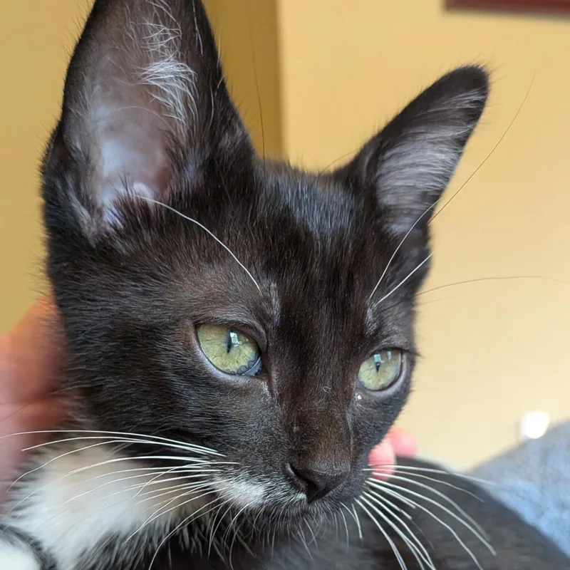 A baby small-sized male Black Domestic Short Hair cat named Dauntless for adoption in Evanston, IL